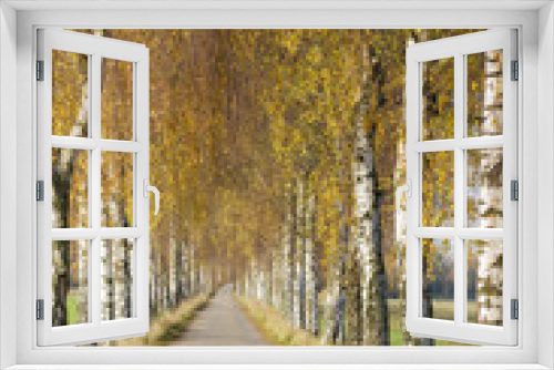 Fototapeta Naklejka Na Ścianę Okno 3D - Birkenallee im Herbst