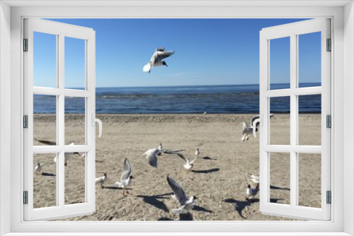 Fototapeta Naklejka Na Ścianę Okno 3D - seagul baltic sea beach