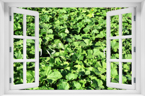 Fototapeta Naklejka Na Ścianę Okno 3D - Plantation of squashes growing in garden