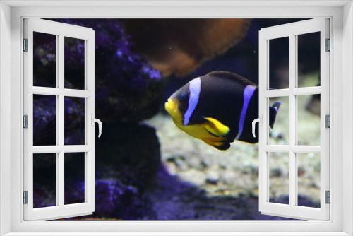 Fototapeta Naklejka Na Ścianę Okno 3D - poisson tropical