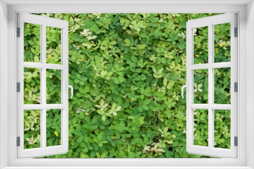 Fototapeta Naklejka Na Ścianę Okno 3D - Green Vine Covered Wall