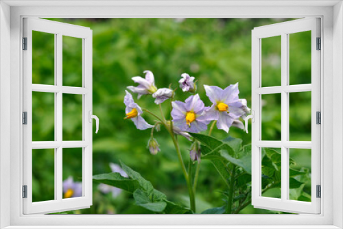 Fototapeta Naklejka Na Ścianę Okno 3D - The plant bears potato flowers that bloom in sunlight. Lilac blooming potato flower in a farmer's field.