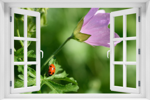 Fototapeta Naklejka Na Ścianę Okno 3D - Ladybug on flower