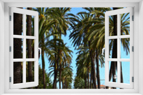 Fototapeta Naklejka Na Ścianę Okno 3D - Palm Tree in Palma di Maiorca