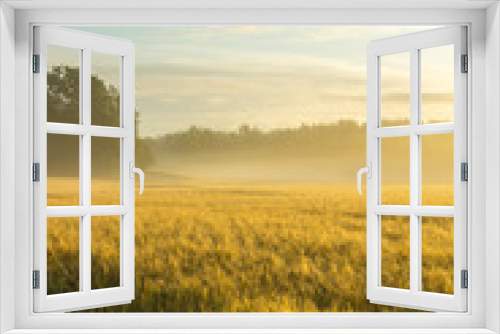 Fototapeta Naklejka Na Ścianę Okno 3D - Golden wheatfield in a misty morning