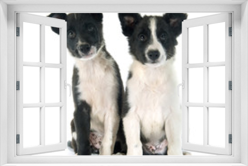Fototapeta Naklejka Na Ścianę Okno 3D - puppies border collie