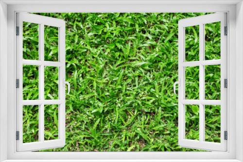 Fototapeta Naklejka Na Ścianę Okno 3D - Grasses background