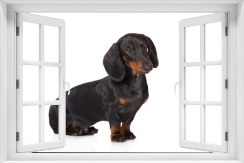 Fototapeta Naklejka Na Ścianę Okno 3D - adorable black dachshund puppy