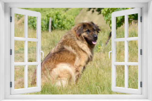 Fototapeta Naklejka Na Ścianę Okno 3D - Leonberger dog sitting in vineyard
