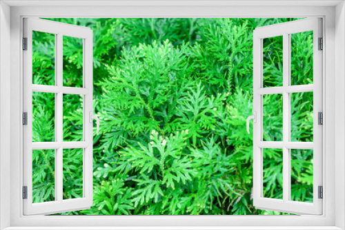 Fototapeta Naklejka Na Ścianę Okno 3D - Selaginella fern leaf.