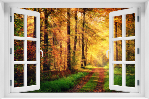Fototapeta Naklejka Na Ścianę Okno 3D - Autumn forest scenery with rays of warm light