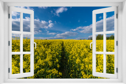 Fototapeta Naklejka Na Ścianę Okno 3D - Path in a blooming yellow rapeseed field under blue sky
