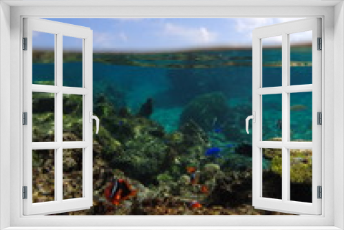 Fototapeta Naklejka Na Ścianę Okno 3D - Anemonefish 