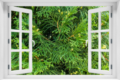 Fototapeta Naklejka Na Ścianę Okno 3D - Spruce background.