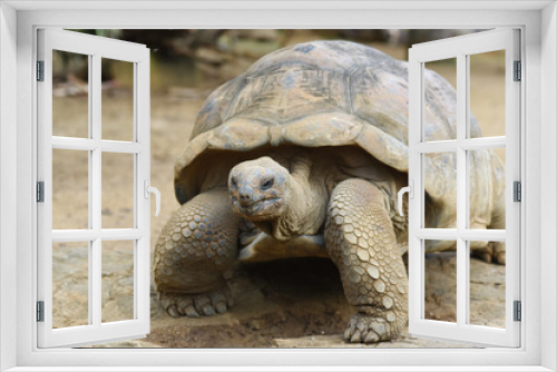 Fototapeta Naklejka Na Ścianę Okno 3D - tortues géantes