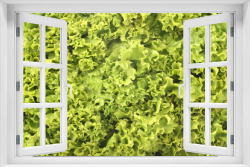 Fototapeta Naklejka Na Ścianę Okno 3D - green lettuce background