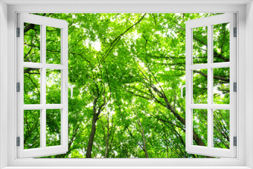 Fototapeta Naklejka Na Ścianę Okno 3D -  forest
