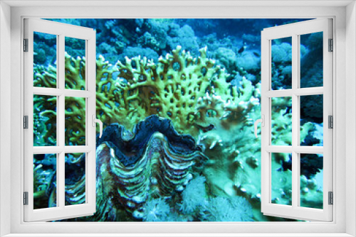 Fototapeta Naklejka Na Ścianę Okno 3D - Riesenmuschel und Gitter-Feuerkoralle (Millepora dichomata)