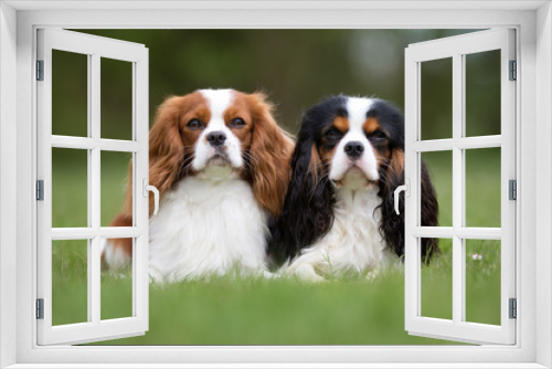 Fototapeta Naklejka Na Ścianę Okno 3D - Two Cavalier King Charles Spaniel dogs outdoors in nature