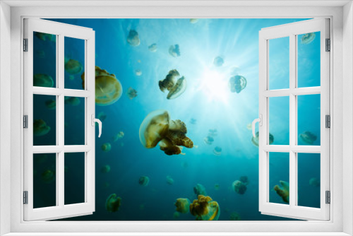 Fototapeta Naklejka Na Ścianę Okno 3D - Jellyfish Lake