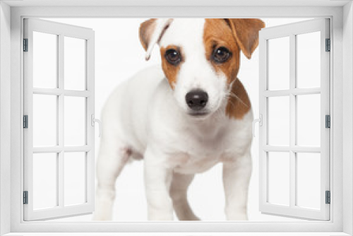 Fototapeta Naklejka Na Ścianę Okno 3D - Puppy