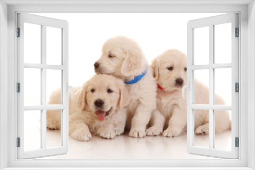 Fototapeta Naklejka Na Ścianę Okno 3D - Three one month old puppies of golden retriever
