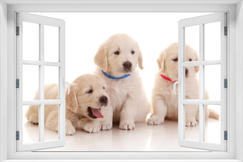 Fototapeta Naklejka Na Ścianę Okno 3D - Three one month old puppies of golden retriever