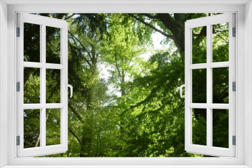 Fototapeta Naklejka Na Ścianę Okno 3D - Trees