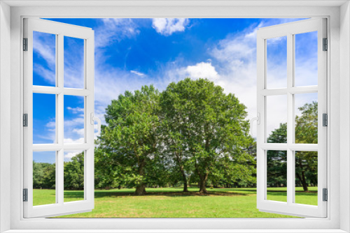 Fototapeta Naklejka Na Ścianę Okno 3D - プラタナスの木