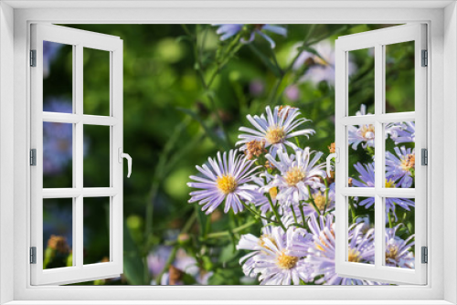 Fototapeta Naklejka Na Ścianę Okno 3D - beautiful flower in garden