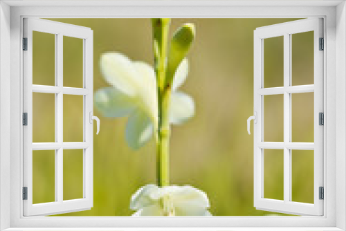 Fototapeta Naklejka Na Ścianę Okno 3D - White wild flower in a meadow