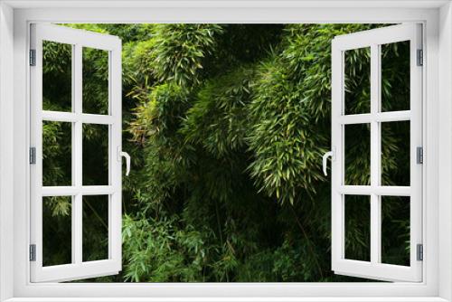 Fototapeta Naklejka Na Ścianę Okno 3D - bamboo hanalei valley kauai hawaii