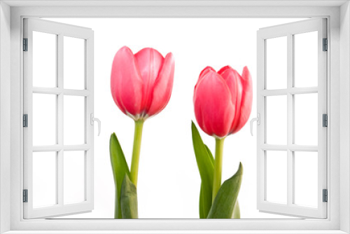 Fototapeta Naklejka Na Ścianę Okno 3D - twin tulips isolated