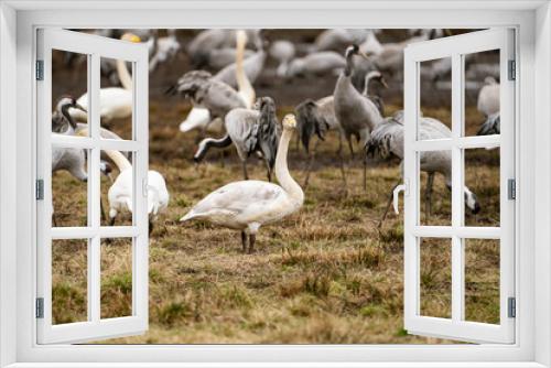 Fototapeta Naklejka Na Ścianę Okno 3D - Swan, swans (Cygnus) flapping its wings, cranes (Grus grus) in the background