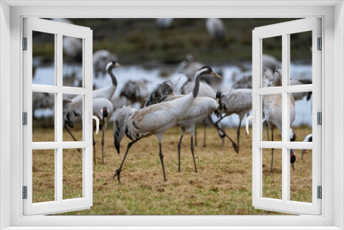 Fototapeta Naklejka Na Ścianę Okno 3D - Group of cranes eating and fighting and standing around the lake