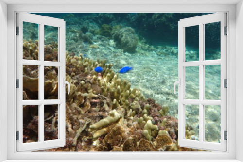 Fototapeta Naklejka Na Ścianę Okno 3D - Coral and fish ,Okinawa, Japan