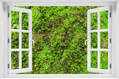 Fototapeta Naklejka Na Ścianę Okno 3D - Close up green moss