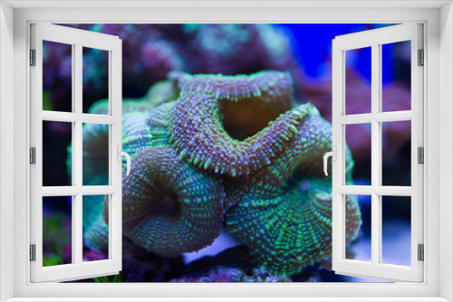 Fototapeta Naklejka Na Ścianę Okno 3D - sea fish