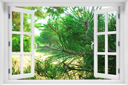 Fototapeta Naklejka Na Ścianę Okno 3D - Beautiful green trees outdoors