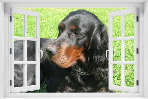 Fototapeta Naklejka Na Ścianę Okno 3D - Gordon Setter