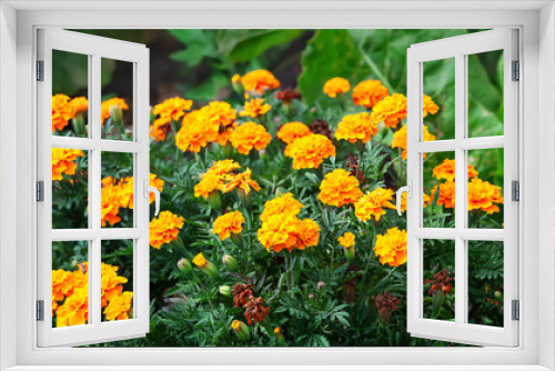 Fototapeta Naklejka Na Ścianę Okno 3D - Marigolds in bloom. A bed of yellow Marigolds. Selective focus