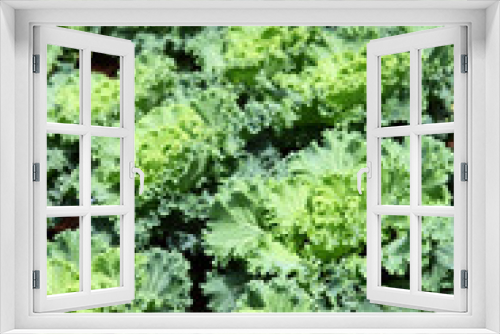 Fototapeta Naklejka Na Ścianę Okno 3D - Healthy lettuce in rows in garden.