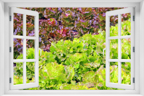 Fototapeta Naklejka Na Ścianę Okno 3D - Green Salad and a chicory heads in vegetable garden