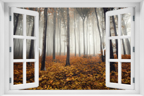 Fototapeta Naklejka Na Ścianę Okno 3D - autumn colors in foggy forest