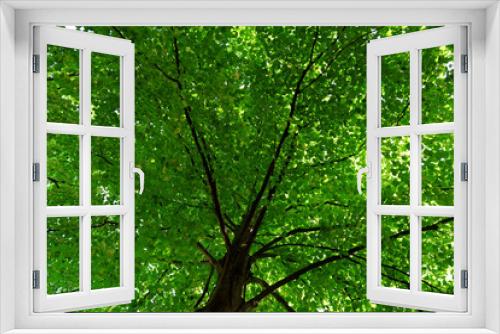 Fototapeta Naklejka Na Ścianę Okno 3D - Green tree crown closeup