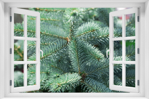 Fototapeta Naklejka Na Ścianę Okno 3D - Close up of a blue spruce tree