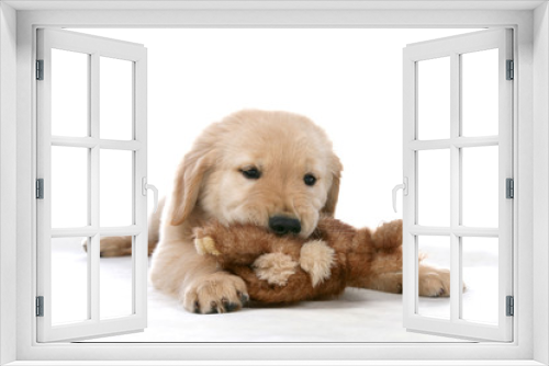 Fototapeta Naklejka Na Ścianę Okno 3D - golden retreiver puppy chewing its toy