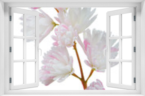 Fototapeta Naklejka Na Ścianę Okno 3D - Deutzia Scabra Flowers on White Background