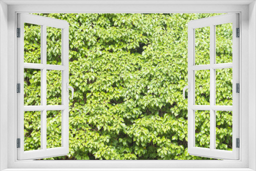 Fototapeta Naklejka Na Ścianę Okno 3D - Textur Organisch Grün Blätter