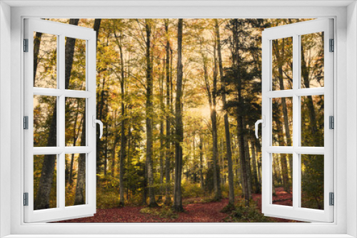 Fototapeta Naklejka Na Ścianę Okno 3D - Forest during autumn